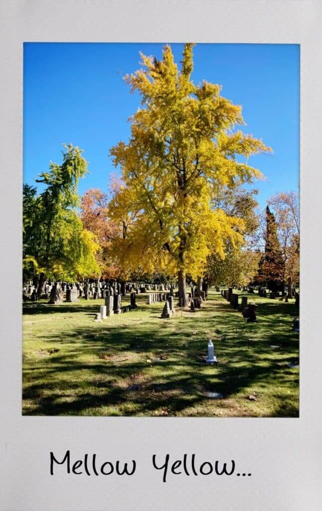 Mellow-Yellow